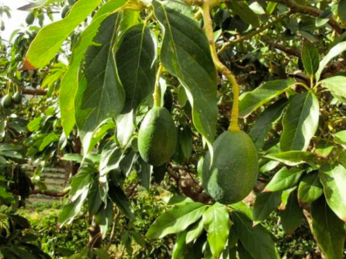Iniciativas del Ifapa en Málaga buscan fomentar la sostenibilidad en el cultivo de aguacate