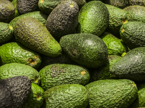 Consumo de palta por habitante en Chile llega a niveles récord, superando los 8 kilogramos anuales