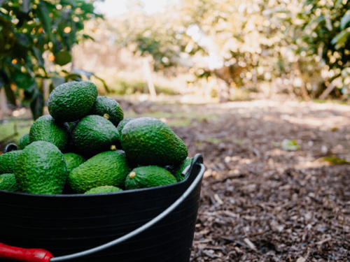 El Global Avocado Summit regresa con una perspectiva actualizada para el 2024