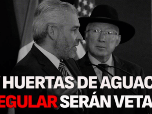 Gobernador de Michoacán prohíbe la comercialización de aguacates de huertas irregulares