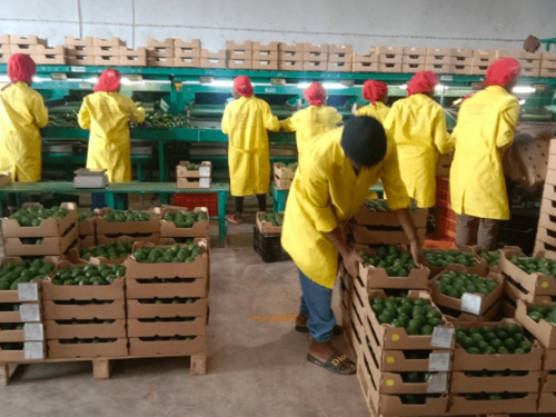 Exportaciones en aumento para la industria del aguacate en Tanzania