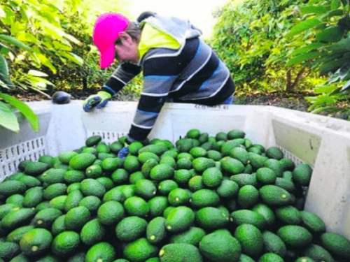 La Sierra emerge como potencia en exportación de palta Hass en Perú