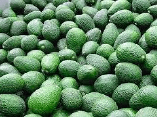 Agrícola Pampa Baja Estima Exportar de 10.000 a 12.000 toneladas de Palta Hass en 2024