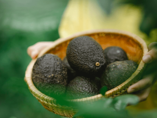 Palta peruana: alzas de hasta un 50% en precios comparados con la temporada pasada