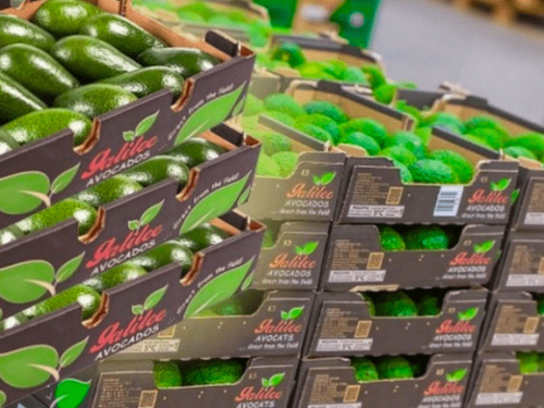 Israel aumenta sus envíos de aguacates a Europa con precios competitivos