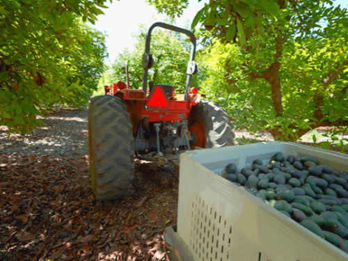 Index Fresh da inicio a la temporada de aguacate 2024 en California