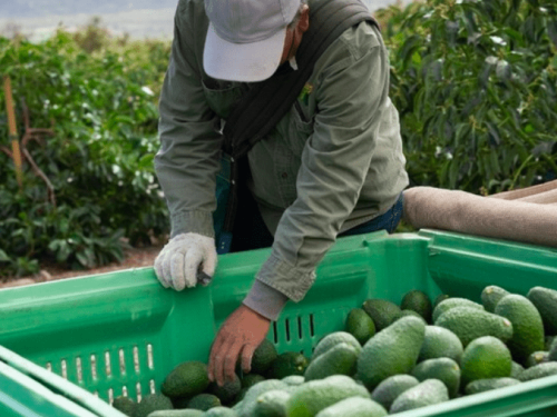 Las lluvias en California impulsan el crecimiento de los aguacates