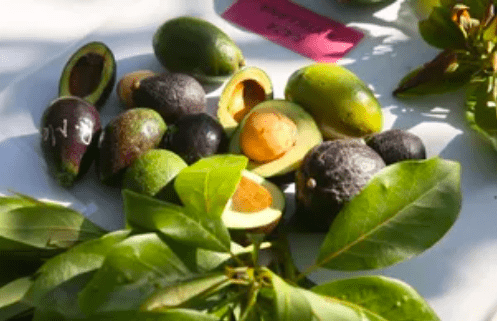 Podría materializarse la exportación de aguacate del Estado de México para finales de 2024