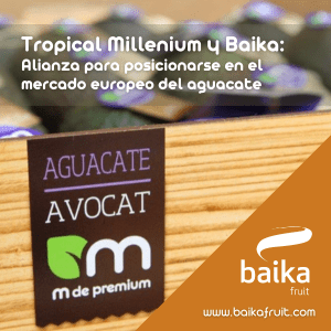 Tropical Millenium y Baika: Alianza para posicionarse en el mercado europeo del aguacate