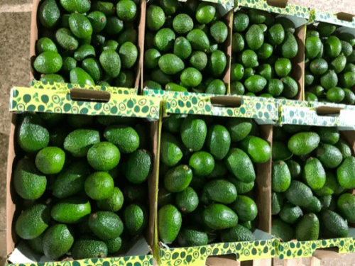 Avohass (Kenia) apunta a duplicar exportaciones de aguacate para temporada 2024
