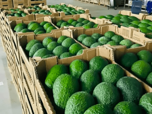 Exportaciones de aguacate en febrero-marzo agotan volúmenes de productores marroquíes