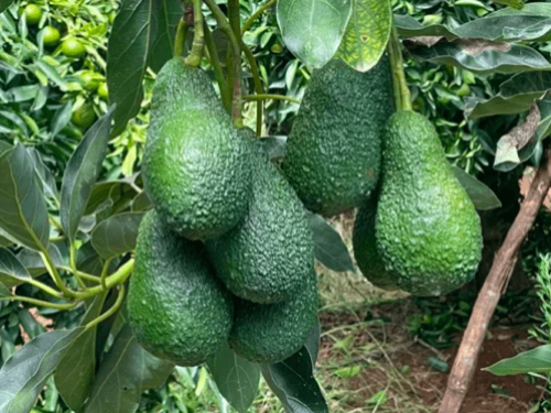 Máximo histórico en las exportaciones de aguacate marroquí