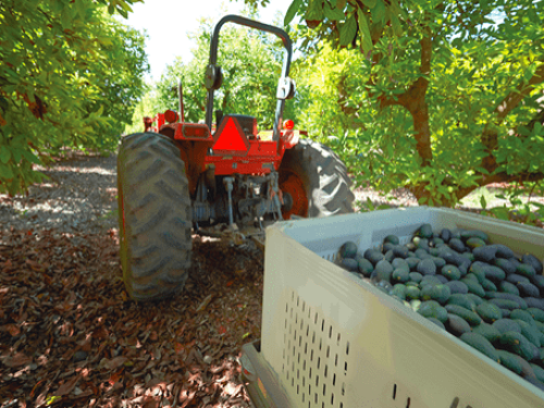 Index Fresh apuesta por la variedad GEM