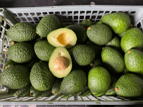 El poder del aguacate: Estudio revela beneficios de su consumo diario