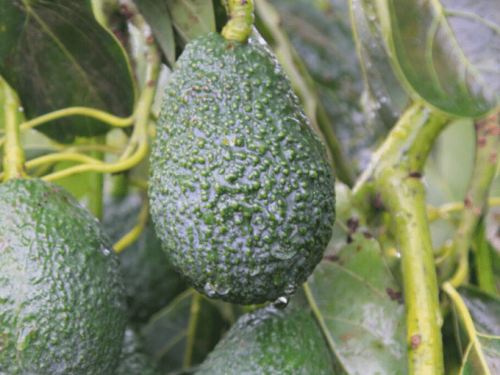 Aguacates de California en camino a una buena temporada, a pesar de subida en costos