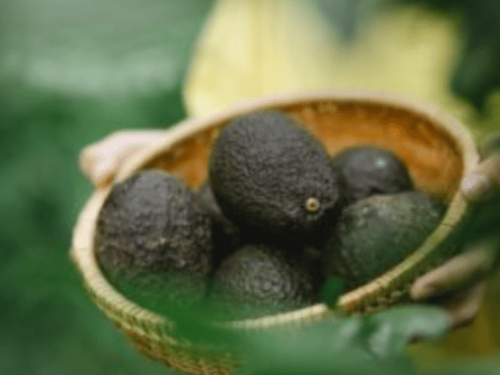 México lidera la producción de aguacate en medio del impulso de crecimiento en América Latina