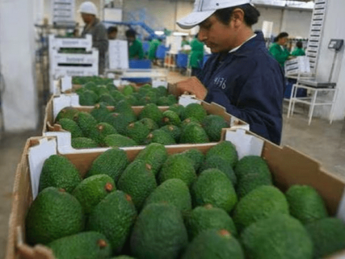 Las paltas peruanas en camino a sumar US$970 millones en exportaciones este año