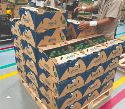 GLC Cerritos celebra el cierre de su prometedora segunda temporada de aguacate