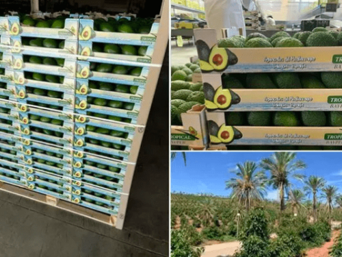 Auge en la producción de aguacates Lamb Hass marca el futuro agrícola valenciano