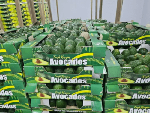 Kenia inicia fuerte la temporada de aguacate con Europa como principal mercado