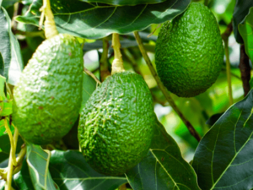 Arequipa enfrenta retrasos en su producción de paltas Hass, pero sin afectar las expectativas de volumen