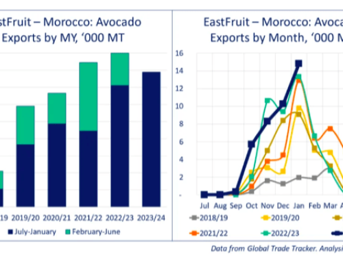 El aguacate marroquí con proyecciones récord para 2023/24