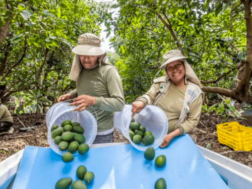 El renacimiento veraniego del aguacate tras un invierno de desafíos