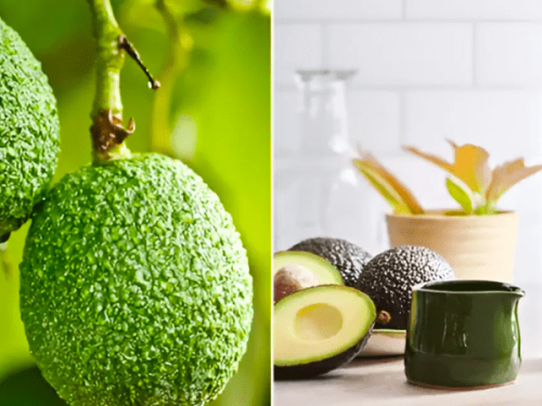 Westfalia Fruit se adelanta a Cinco de Mayo y el Día de las Madres con su nueva línea de aceite de aguacate