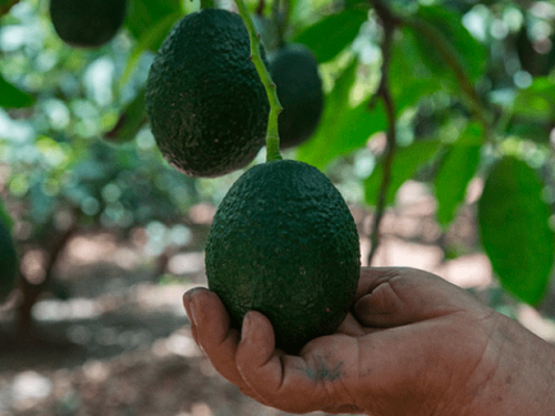 Perú: Huánuco se prepara para el esperado Festival de la Palta en Santa María del Valle