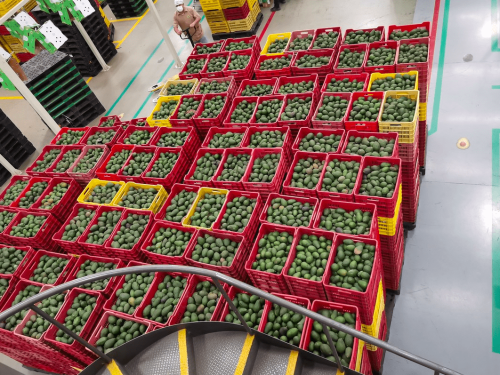 Jalisco avanza en la expansión de sus exportaciones de aguacate: Nuevos mercados y estrategias para el crecimiento