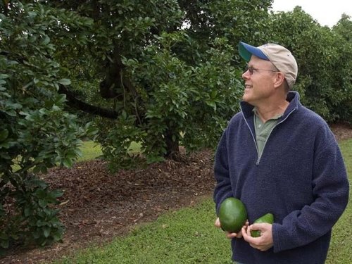 Encuesta nacional para mejorar el manejo de enfermedades del aguacate en Estados Unidos