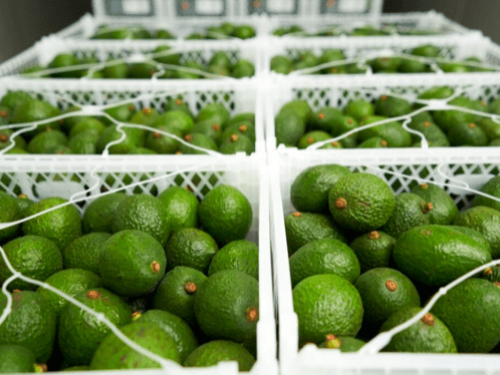 Los desafíos productivos y logísticos de Colombia y Kenia en la exportación de aguacate
