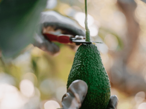 Jalisco, México, alcanza un nuevo récord en exportación de aguacates a pesar de condiciones climáticas adversas