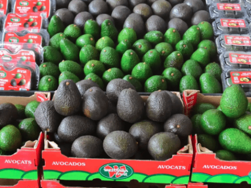 Westfalia Fruit impulsa el mercado de aguacates en India con importaciones de Kenia