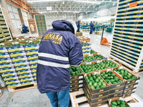 La asociación ProHass impulsa el éxito del aguacate Hass peruano en el mercado internacional
