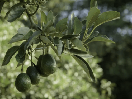 Westfalia Fruit introduce con éxito aguacates kenianos en el mercado indio