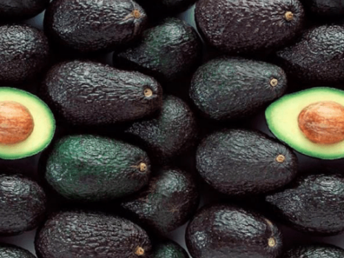 Desafíos en la producción de aguacate en Perú: Camposol anticipa una temporada reducida