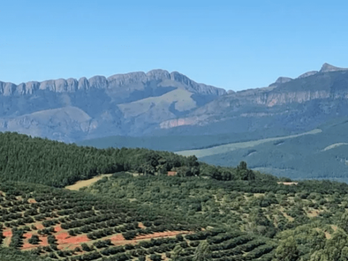 Sudáfrica se prepara para exportar aguacates a India, China y Japón