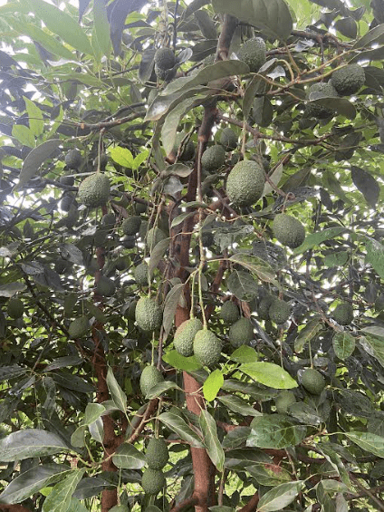 Campo de cultivo de aguacate en Kenia.