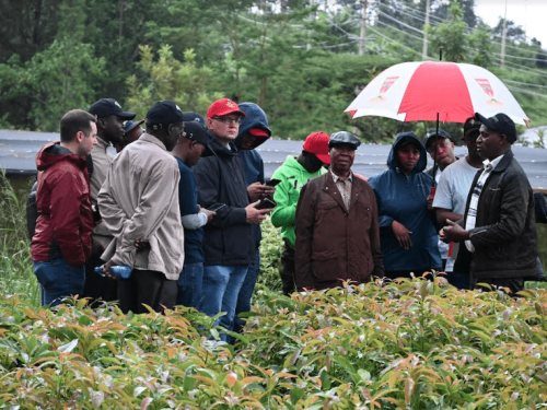 Avobook en África: una mirada profunda al Aguacate de Kenia