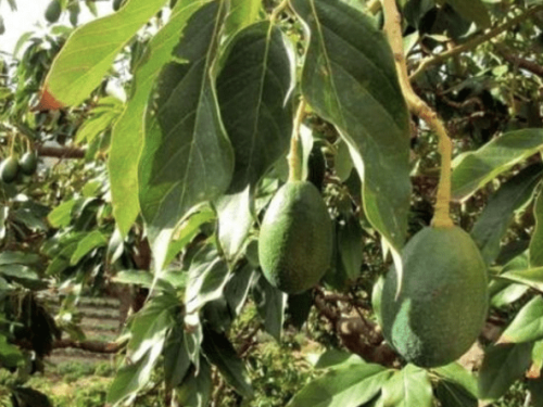 Residuos de poda de aguacate se transforman en envases alimentarios sostenibles