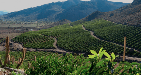 La industria del aguacate en Chile aborda los desafíos de la crisis del agua y la sostenibilidad