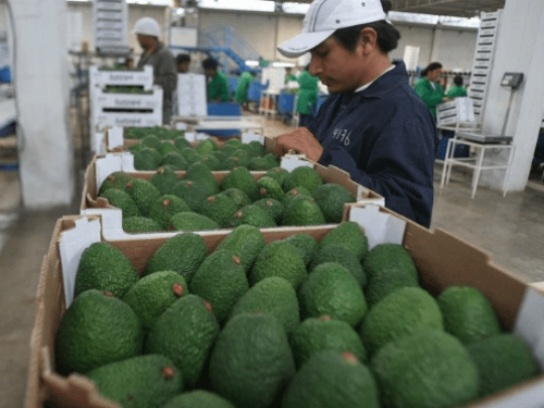 Agroexportadora Three Rivers apunta al mercado asiático para 2025