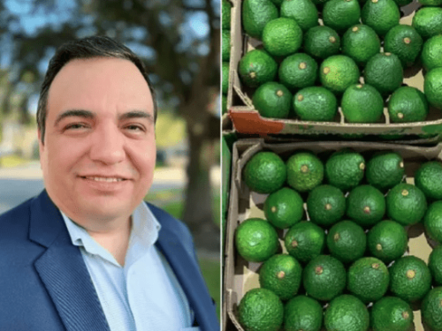 Los aguacates colombianos continúan aumentando su presencia en el mercado estadounidense