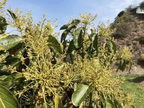 Caudal y CSIC investigan el impacto del riego por goteo en el cultivo de aguacate en el sur de España