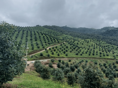 Desafío del aguacate colombiano: mejorar la exportación a Estados Unidos