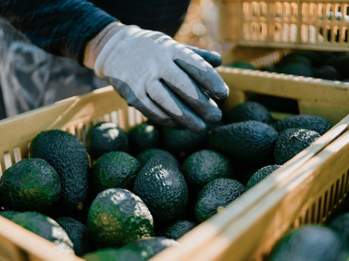 Guatemala se prepara para exportar más de 15,500 toneladas de aguacate Hass a Estados Unidos para 2030