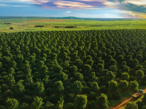 Brasil impulsa su presencia en el mercado global del aguacate con la variedad Hass