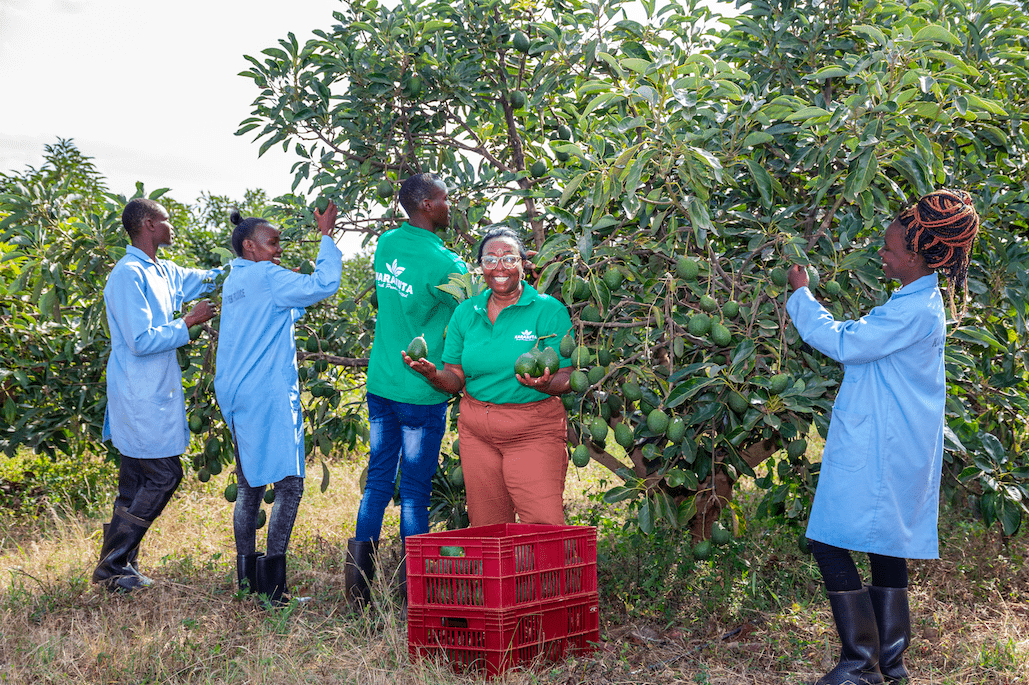 Grace Ngungi, CEO de Karakuta y miembro de la Asociación de Exportadores de Aguacates de Kenia.