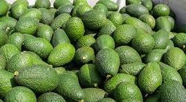 California prevé aumento récord en producción de aguacates